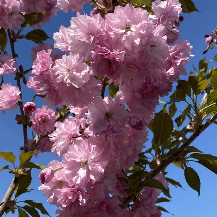 Prunus ser Kwanzan #15