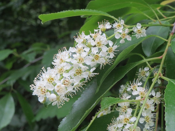Prunus serotina #3