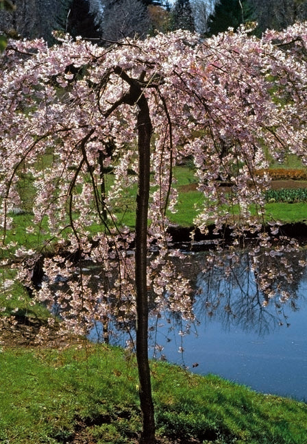 Prunus sub pend fl pl 6'std #15
