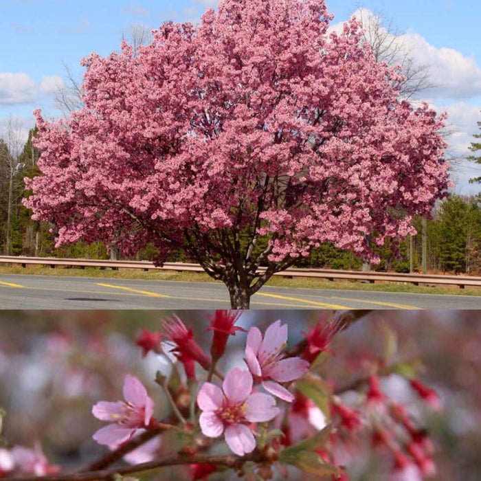 Prunus x Okame #5