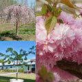 Prunus x Weeping Extraordinaire #15