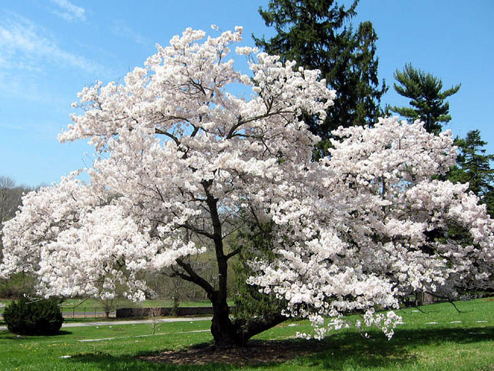 Prunus yedoensis #15
