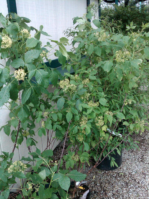 Ptelea trifoliata #3