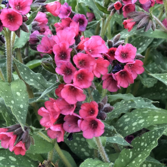 Pulmonaria Lisa Marie #1