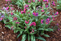 Pulmonaria Raspberry Splash #1