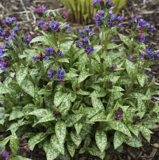 Pulmonaria Spot On PW#1