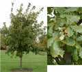 Quercus bicolor #10