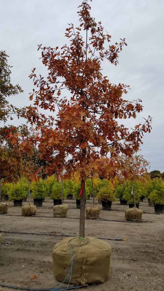 Quercus ellipsoidalis #10