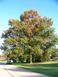 Quercus imbricaria #3