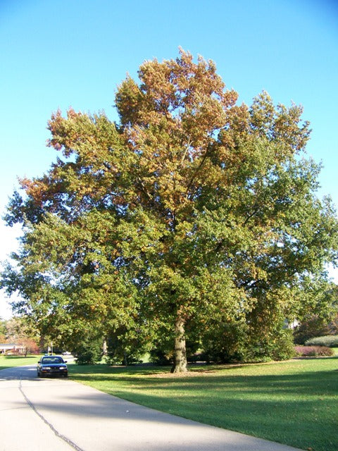 Quercus imbricaria #3