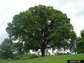 Quercus macrocarpa #10
