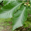 Quercus montana #3
