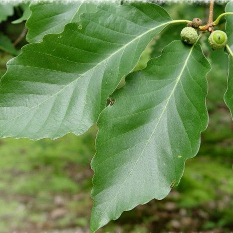 Quercus montana #3