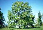 Quercus muehlenbergii #3