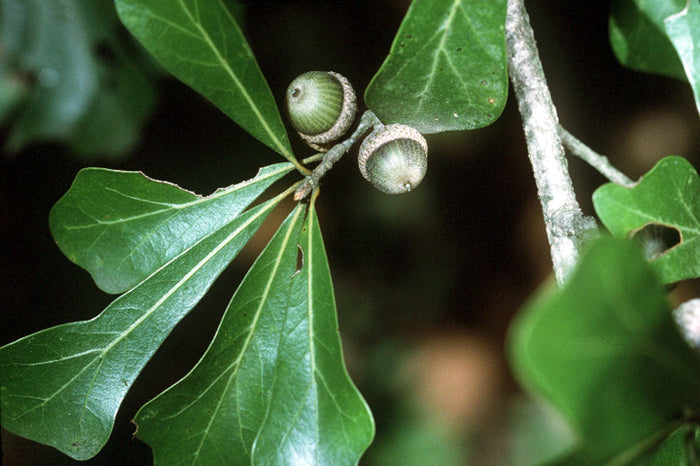 Quercus nigra #3
