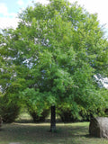Quercus phellos #10
