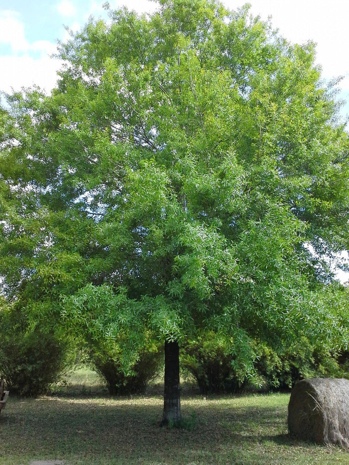 Quercus phellos #7
