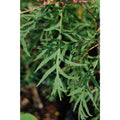 Quercus robur Filicifolia #3