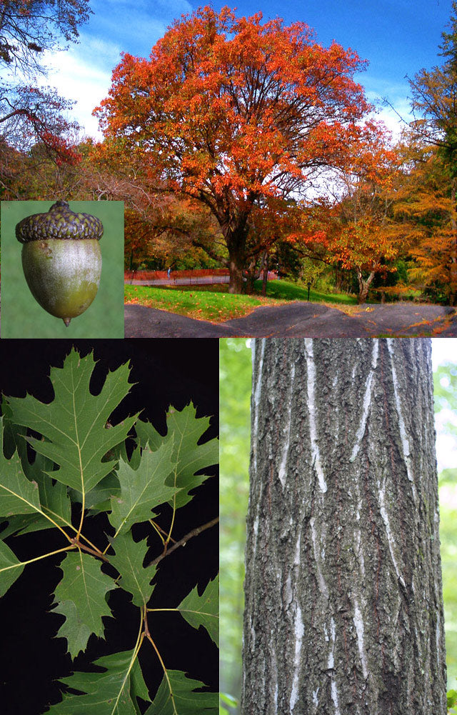 Quercus rubra #3
