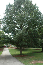 Quercus shumardii #3