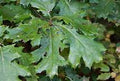 Quercus velutina #7