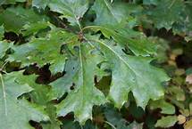 Quercus velutina #7