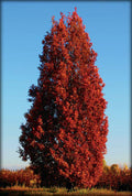 Quercus x Crimson Spire #10