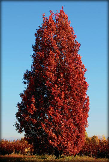Quercus x Crimson Spire #10