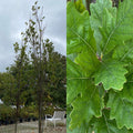 Quercus x Kindred Spirit 1.75"