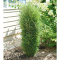 Rhamnus fr Fine Line 5'