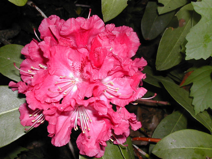 Rhododendron Besse Howells #3