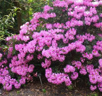 Rhododendron English Roseum #3