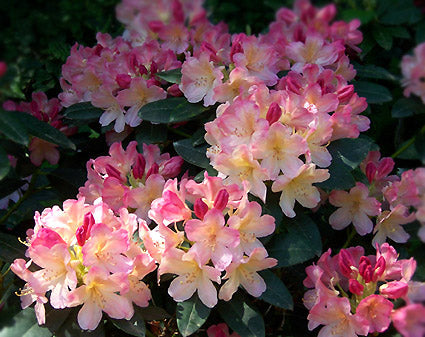 Rhododendron Percy Wiseman #3