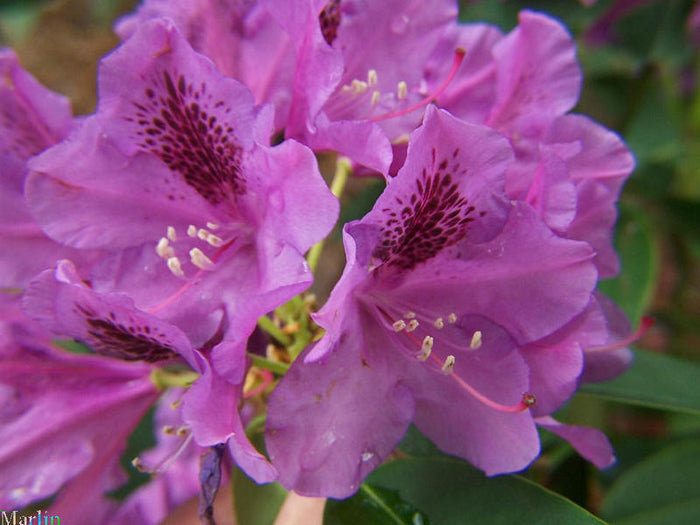 Rhododendron Tapestry #3