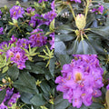 Rhododendron x Dandy Man Purple #3