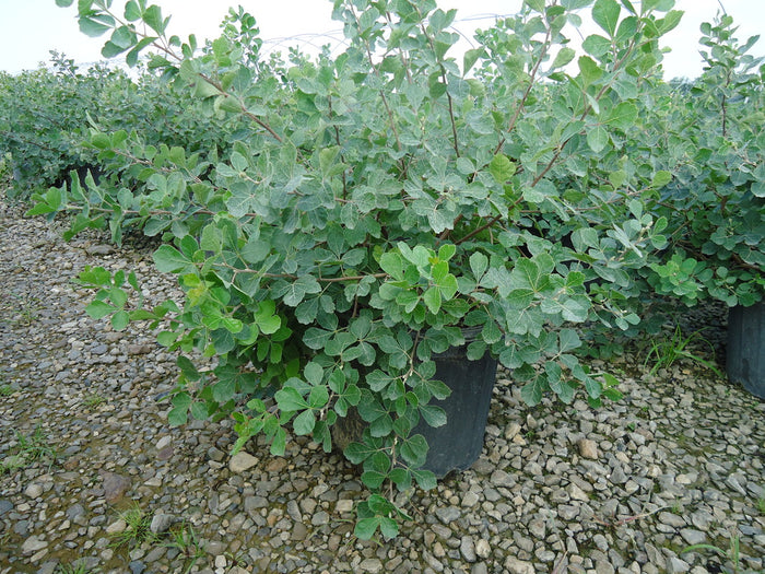 Rhus aromatica Gro-Low #3