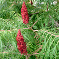 Rhus typ laciniata #10