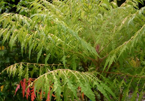 Rhus typ Tiger Eyes #5