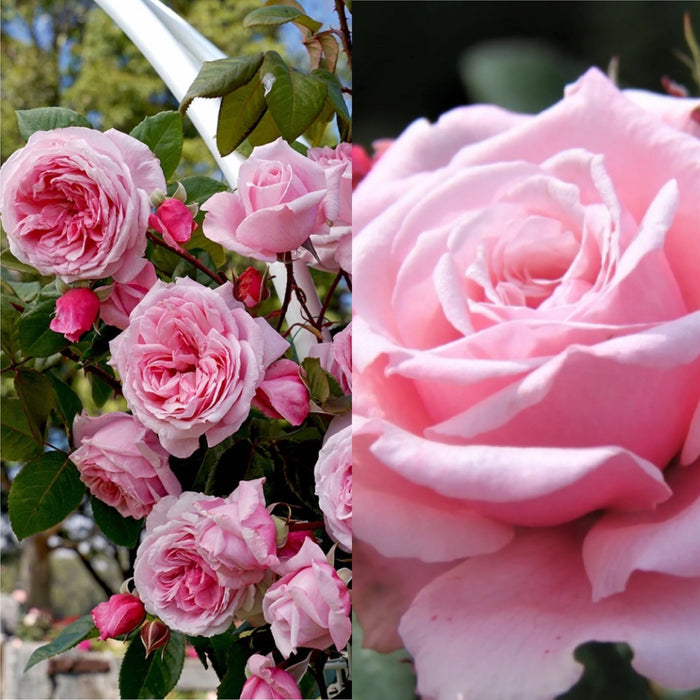Rosa Cl Arborose Kiss Me Kate #2.5