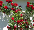 Rosa Cl Dublin Bay #2.5