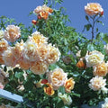 Rosa Cl Garden Sun #2.5