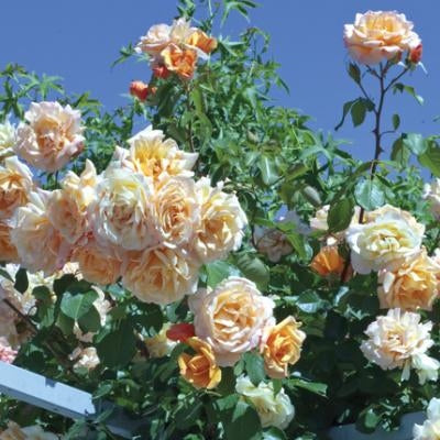 Rosa Cl Garden Sun #2.5
