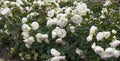 Rosa Cl White Eden #2.5
