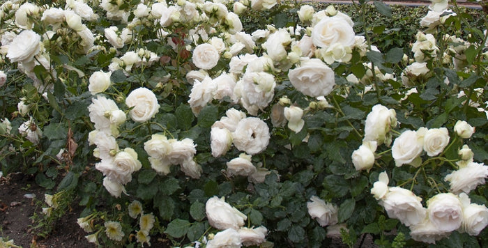Rosa Cl White Eden #2.5