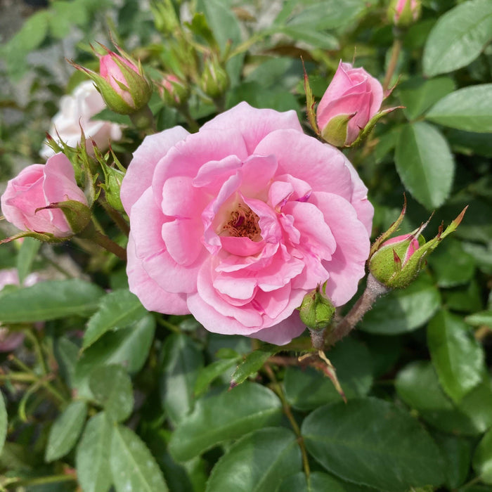 Rosa EE Pinktopia #2.5