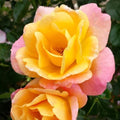 Rosa Fl Bright & Shiny #2.5