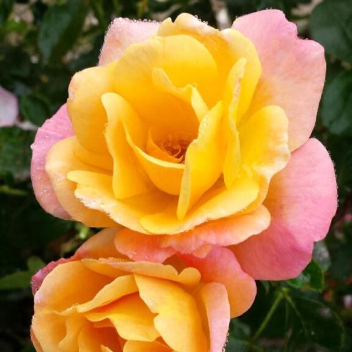 Rosa Fl Bright & Shiny #2.5