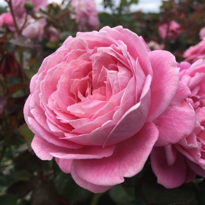 Rosa Fl Parfuma Summer Romance #2.5