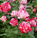 Rosa Fl Scentimental #2.5
