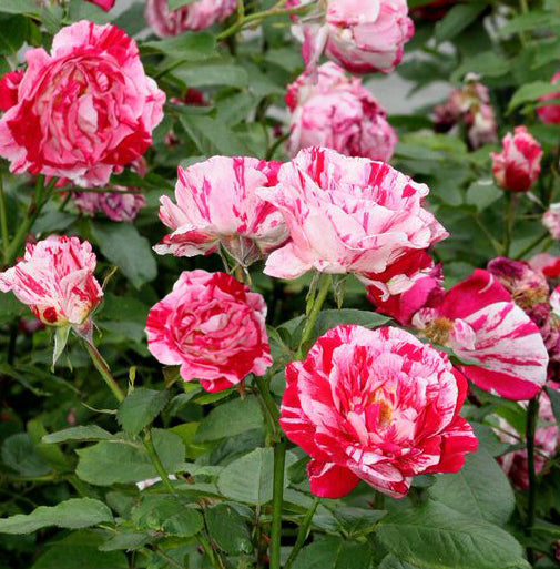 Rosa Fl Scentimental #2.5
